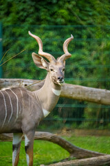 Majestic Male Kudus Displaying Impressive Spiral Horns and Distinctive Stripes While Posing Gracefully in a Lush Green Habitat Surrounded by Nature
