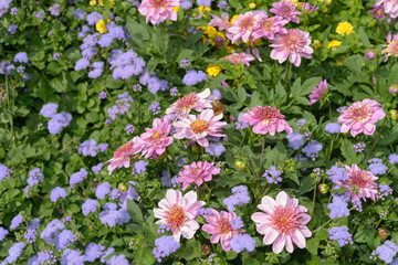 miniature pink dahlia flowers and Ageratum houstonianum in an outdoor summer garden bed
