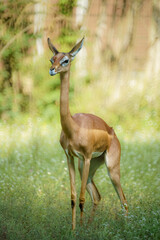 Elegant Springbok Standing Gracefully in a Lush Green Meadow with a Natural Background, Showcasing...