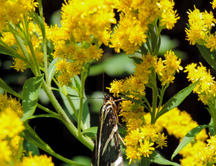 Four-Spotted Tiger Moth on Flower