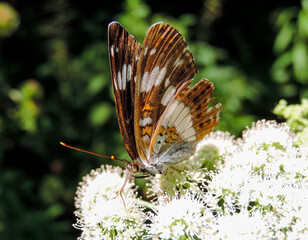 White Admiral Butterfly on Flower
