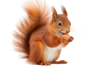 A squirrel with a bushy tail sits upright holding and eating a nut on a transparent background