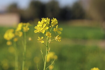 A cluster of yellow mustard flowers gently sway, their bright colors adding life to the verdant green field