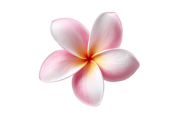 Fototapeta premium Pink and Yellow Plumeria Flower isolated on white transparent background