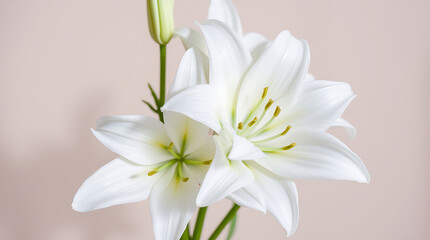 Fototapeta premium A beautiful bouquet of white lilies, including delicate lily of the valley, showcases the beauty of spring blossoms