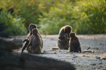 A Group of Four Baboons Relaxing and Socializing on a Sunlit Pathway, Surrounded by Lush Green...