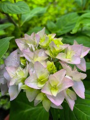 Hydrangea inflorescence with light lilac flowers , ornamental garden in summer.