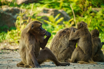 A Thoughtful Barbary Macaque Sitting Alone, Observing Its Group of Social Companions Grooming Each...