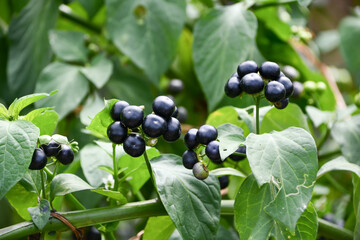 イヌホオズキ　Black Nightshade