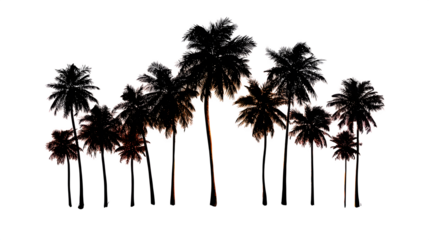 Palm trees silhouetted against a sunset isolated on transparent background
