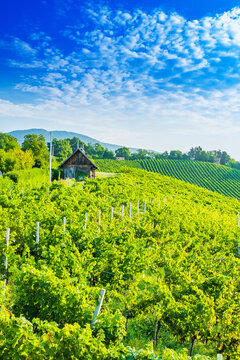 Picturesque vineyards in Plesivica in Croatia, amazing Croatian wine region, idyllic landscape 