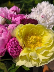 Bouquet for a gift with peony flowers, white, pink, yellow flowers gathered in a bouquet.
