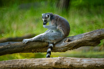 A Ring-Tailed Lemur Sitting Gracefully on a Tree Log, Engaged in Self-Grooming with Its Tail Curled Comfortably, Surrounded by a Lush Green Environment