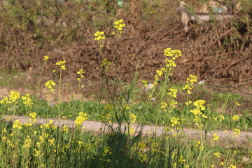 Fototapeta premium Detailed shot of yellow wildflowers in a field, with a blurred background of vegetation