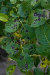 Rose leaves affected by black spot. Rose leaves showing symptoms of the fungal disease. Black spot of roses, a disease caused by the fungus Diplocarpon rosae.