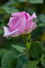 Beautiful pink rose in the garden
