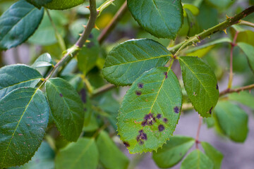 Rose leaves affected by black spot. Rose leaves showing symptoms of the fungal disease. Black spot of roses, a disease caused by the fungus Diplocarpon rosae. © Iryna