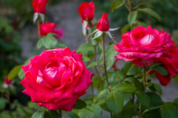 Beautiful pink rose in the garden