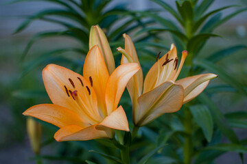 Obraz premium Orange lily flowers. Bright orange lilies in full bloom on a green background. Stamens, pollen and pistil of an orange lily close-up.