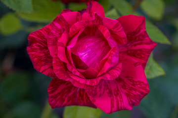 Rose variety "Red Intuition". A beautiful rose flower of unusual color.