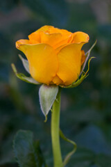 Fototapeta premium Yellow rose flower in the garden