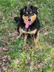 A pet, a dog, sitting on the ground, playing, resting.