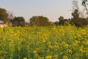 Expansive yellow canola flower field under a soft blue sky, a serene rural landscape in summer