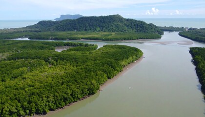 Lush mangrove forest and river estuary.