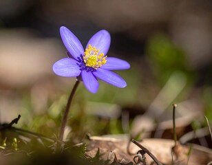 Close-up of a vibrant purple flower (11)
