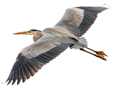 A great blue heron soars through the air with its wings spread and legs trailing behind on black background