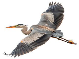 A great blue heron soars through the air with its wings fully extended against a black background