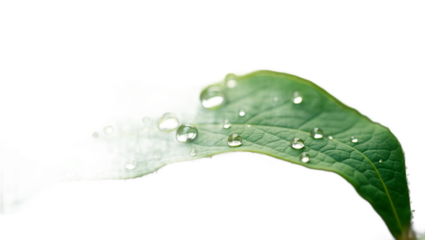 Closeup of morning dew drops glistening on a vibrant with removed back  ground,