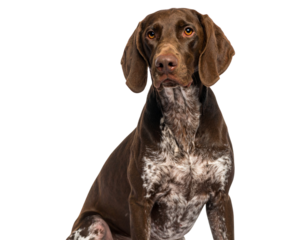  Bluetick Coonhound Sitting Calmly, Front View, Isolated on Transparent Background.