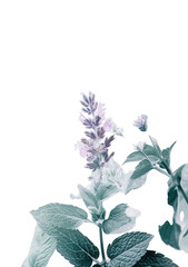 Green mint plant with delicate purple flowers, isolated on transparent background