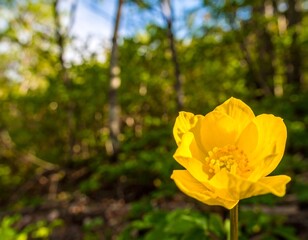 Close-up of a vibrant yellow flower in a forest