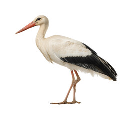 Fototapeta premium Stork bird standing gracefully in nature wildlife scene, isolated on transparent background, png