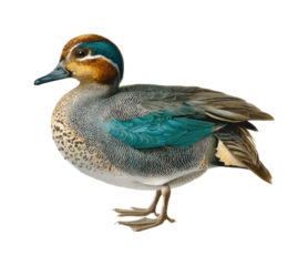 Colorful duck species in natural habitat birdwatching scene, isolated on transparent background, png