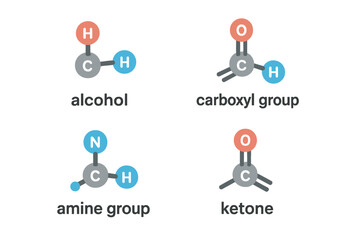 Organic chemistry icon set of functional groups. Flat vector illustration of alcohol, carboxyl, amine, ketone molecular structures. Science and education chemical formulas.