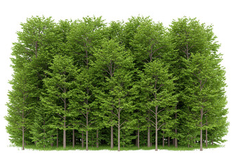 Obraz premium Green deciduous trees with full foliage isolated on transparent background