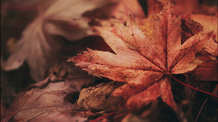 red maple leaf