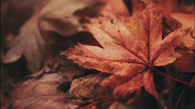 red maple leaf
