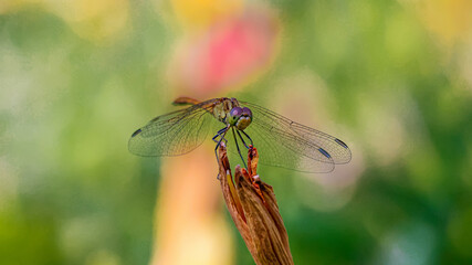 A dragonfly resting on a dry flower against an yellow green background