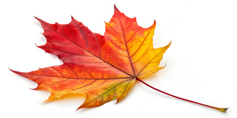 Colorful autumn leaf isolated on transparent background  