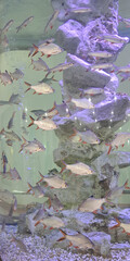 Beautiful fish in a vertical glass tank