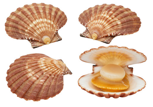 Four fresh scallops in shells isolated on transparent background