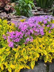 Ornamental plants in the garden, birchbark and phlox with young leaves and flowers