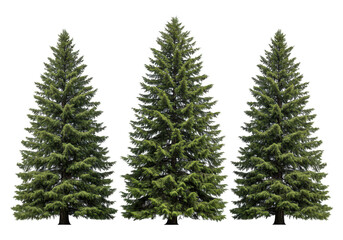 Obraz premium Three green pine trees isolated on transparent background