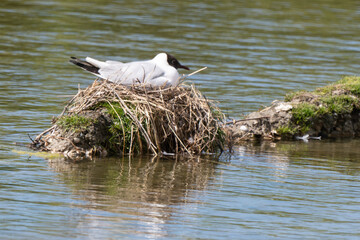Mouette rieuse, nid,Chroicocephalus ridibundus, Black headed Gull