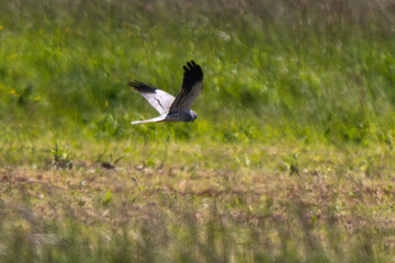 Busard cendré,Circus pygargus, Montagu's Harrier, mâle