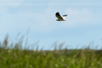 Busard cendré,Circus pygargus, Montagu's Harrier, mâle